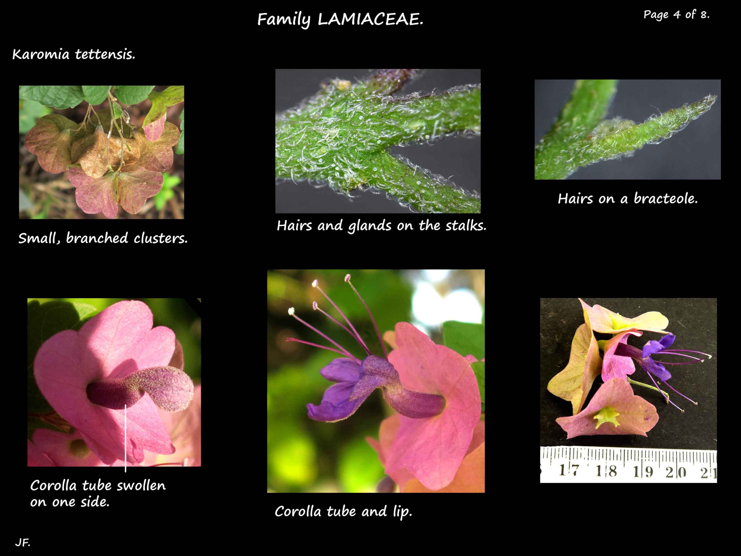 4 Flowers of Karomia tettensis